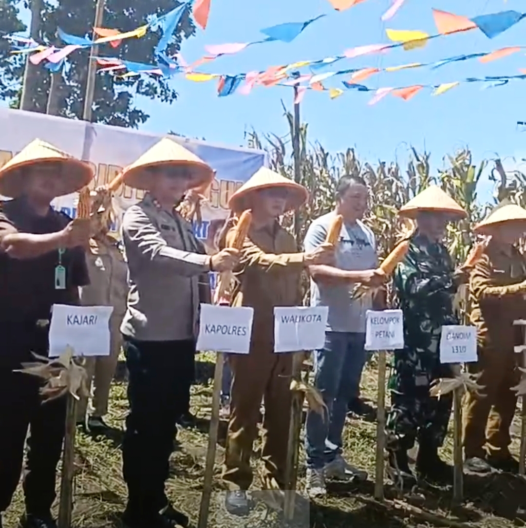 Kelompok Tani Sehati Panen Jagung, Wali Kota Bitung Beri Apresiasi